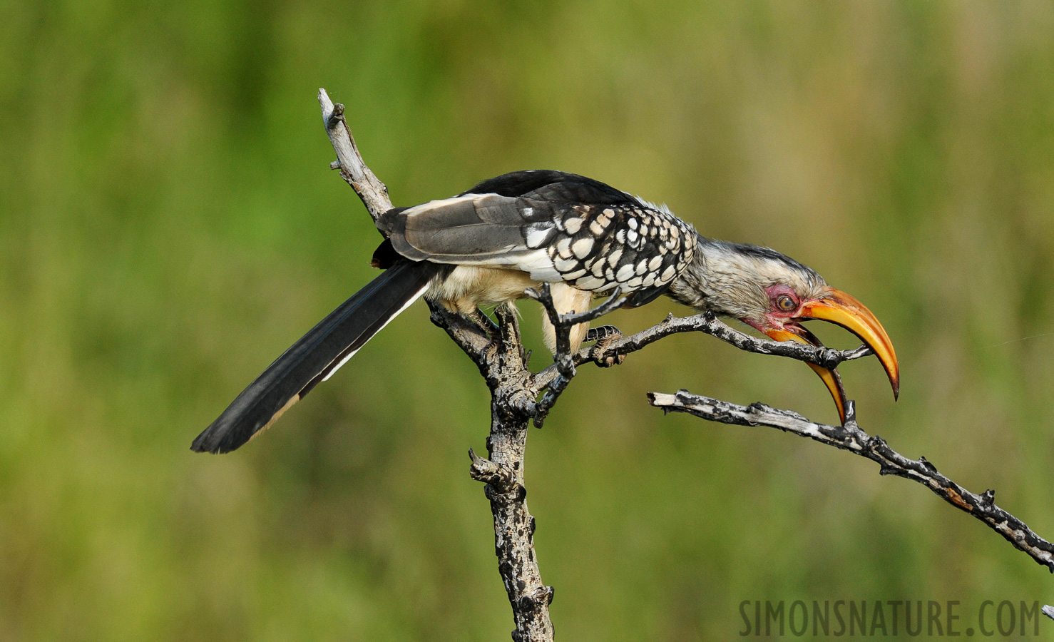 Tockus leucomelas [490 mm, 1/1000 sec at f / 7.1, ISO 1600]